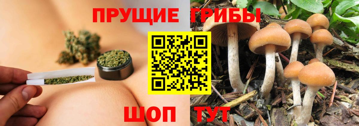 Псилоцибиновые грибы мицелий  Вход с VPN  Зеленогорск 